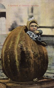 Un spécimen de citrouilles de Californie - American Photographer