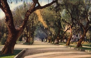 Avenue of Pepper Trees, Pasadena (photo couleur) - American Photographer