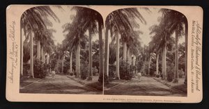 Avenue des palmiers royaux, terrain de l