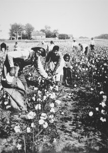 Cueilleurs de coton noirs, vers 1900 (photo n/b)