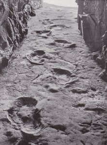 Empreintes fossilisées de mammouths, Carson City, Nevada, États-Unis (photo n/b) - American Photographer