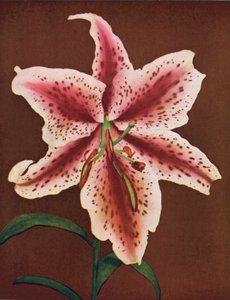 Lys : Lilium Auratum, Crimson Queen (photo couleur) - American Photographer