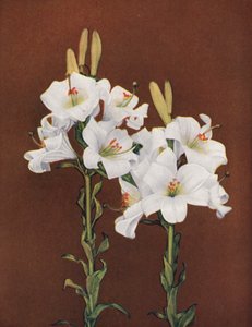 Lys : Lilium Candidum (photo couleur) - American Photographer