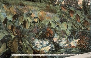 Lily Pond dans le parc entourant Water Works, Chain of Rocks, St Louis, Mo (photo couleur) - American Photographer
