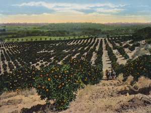 Orangeraie près de Colfax, Californie (photo couleur) - American Photographer