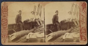 Requins capturés à la Barbade, Antilles (photo n/b) - American Photographer