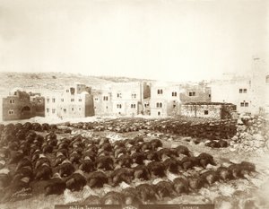 Tannerie à Hébron avec des peaux étalées au premier plan, 1898-1911 - American Photographer