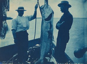 "Tarpon ou roi d