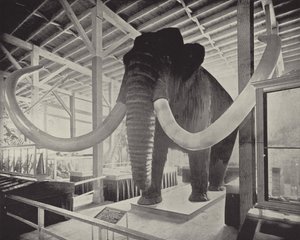 Le grand mammouth sibérien - American Photographer