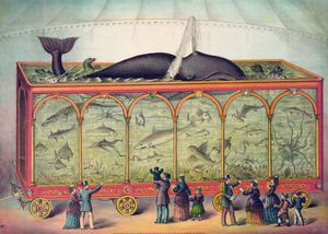 Aquarium de cirque du XIXe siècle - American School