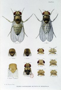 Abeilles - dans "Contributions à la génétique de Drosophila melanogaster" par Thomas H. Morgan - American School