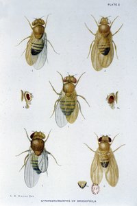 Abeilles - dans "Contributions à la génétique de Drosophila melanogaster" par Thomas H. Morgan - American School