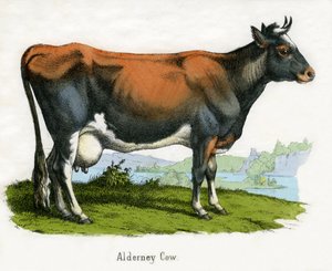 Vache d