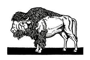 Bison américain de l