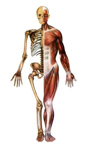 Impression anatomique du squelette humain et des muscles