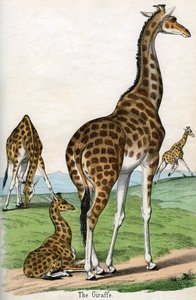 Gravure antique de girafes