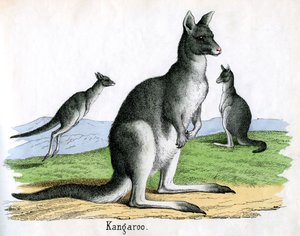 Estampe Antique de Kangourous - American School