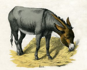Âne, de L