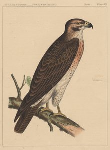 Oiseaux, Planche XII, 1855 - American School