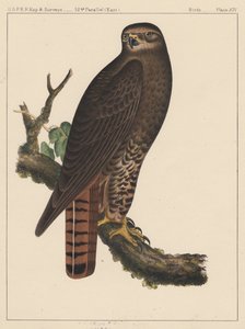 Oiseaux, Planche XIV, 1855 - American School