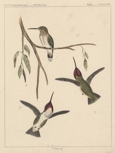 Oiseaux, Planche XIX, 1855 - American School