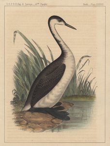 Oiseaux, Planche XXXVIII, 1855