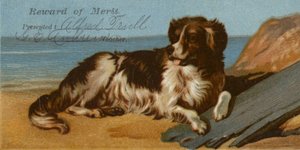Chien Border Collie sur la plage