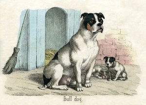 Bouledogue, de L