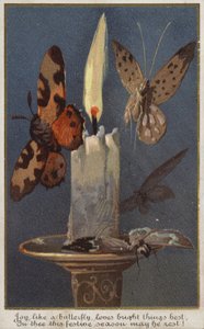 Papillons autour d