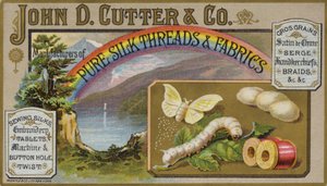 Papillon et chenille - American School