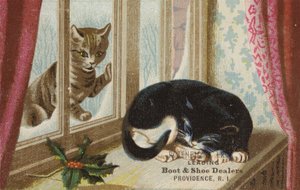 Chat dehors regardant à l