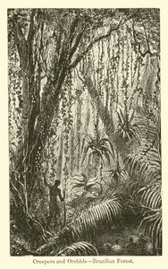 Lianes et orchidées, forêt brésilienne - American School