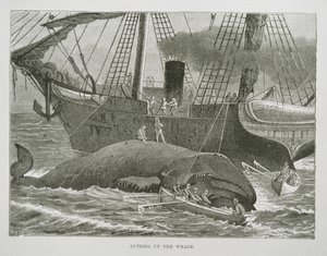 Découpe de la baleine, de 