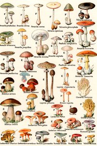 Champignons comestibles et vénéneux - American School