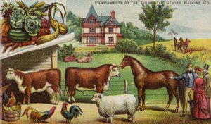 Ferme et animaux - American School