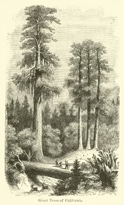 Arbres géants de Californie - American School