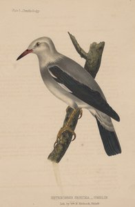 Heterornis Sericea (Gmelin), 1855 - American School