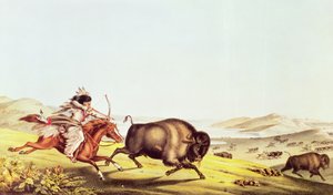 Chasse au bison