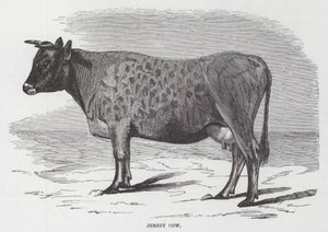 Vache de Jersey