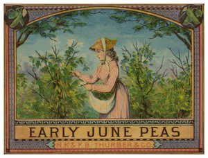 Dame cueillant des pois de juin - American School