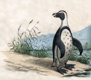 Pingouin de Magellan, de L