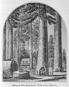 Bosquet d