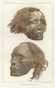 Têtes tatouées de Nouvelle-Zélande - American School