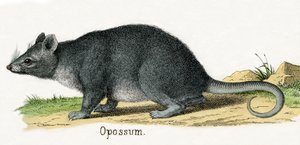 Opossum, de L