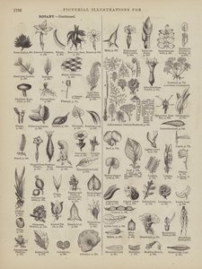 Page du Webster