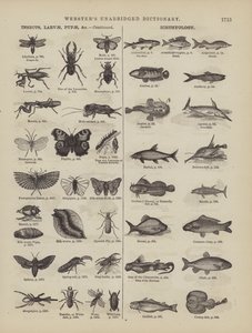 Page du dictionnaire complet de Webster (George Bell) - American School