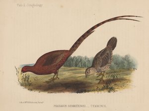 Phasianus Soemmeringh (Temminck) - American School