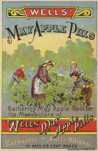 Cueillir des racines de pomme de mai - American School
