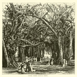 Pique-nique sous les banians - American School