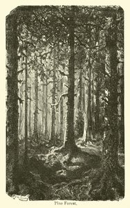 Forêt de pins - American School